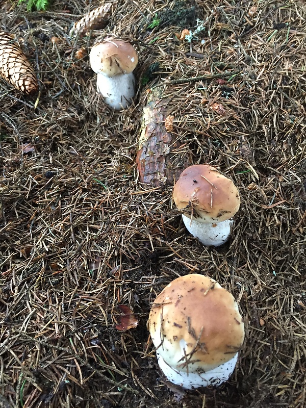 hríb smrekový Boletus edulis Bull.