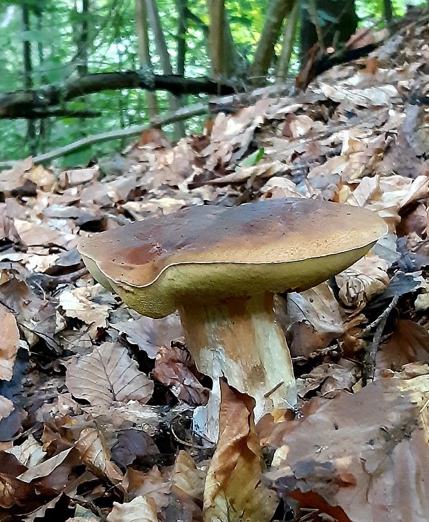 hríb smrekový Boletus edulis Bull.