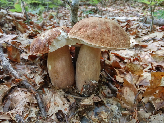 hríb dubový Boletus reticulatus Schaeff.