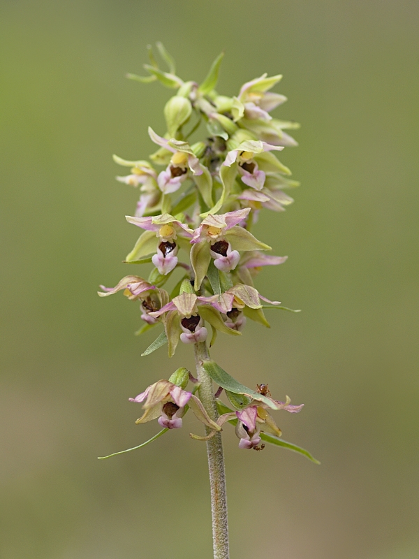 kruštík širokolistý pravý Epipactis helleborine subsp. helleborine (L.) Crantz