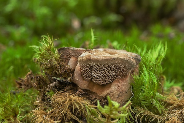 jelenkovka Hydnellum sp.