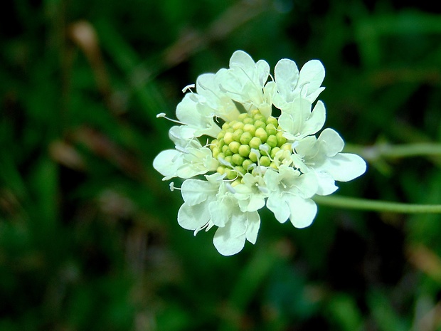 chrastavec roľný Knautia arvensis (L.) Coult.