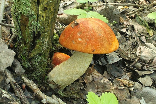 kozák osikový Leccinum albostipitatum den Bakker & Noordel.