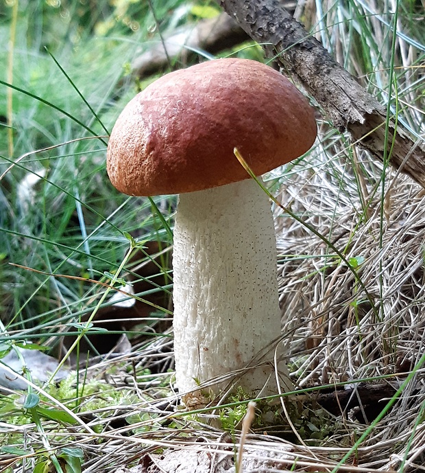 kozák osikový Leccinum albostipitatum den Bakker & Noordel.