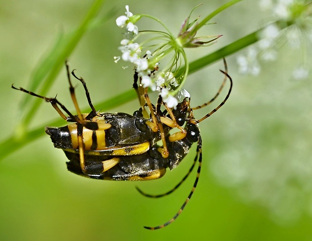 fuzáč škvrnitý Leptura maculata kopulácia