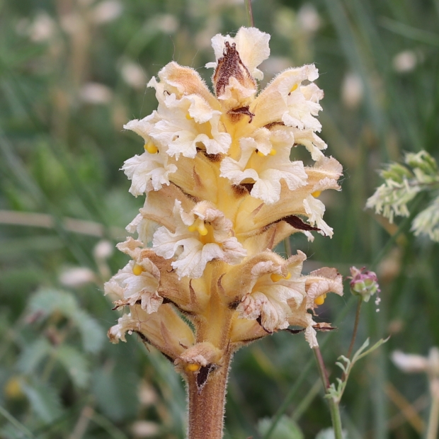 záraza žltá Orobanche lutea Baumg.