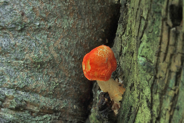 štítovka šarlátová Pluteus aurantiorugosus (Trog) Sacc.