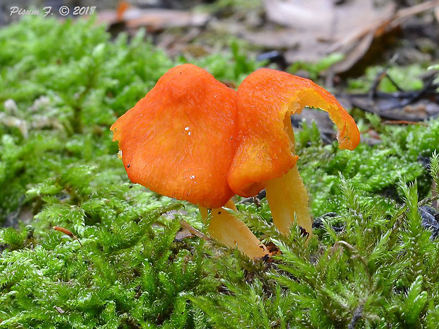 štítovka šarlátová Pluteus aurantiorugosus (Trog) Sacc.