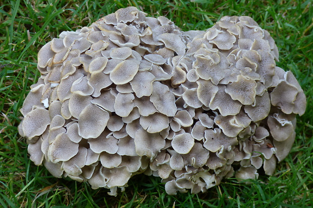 trúdnik klobúčkatý Polyporus umbellatus (Pers.) Fr.