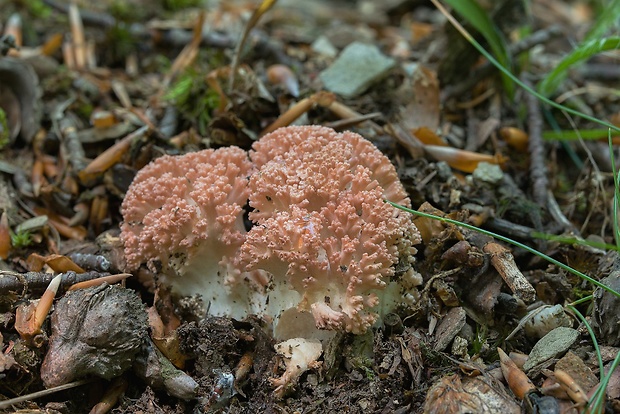 strapačka koralovitá Ramaria botrytis (Pers.) Ricken