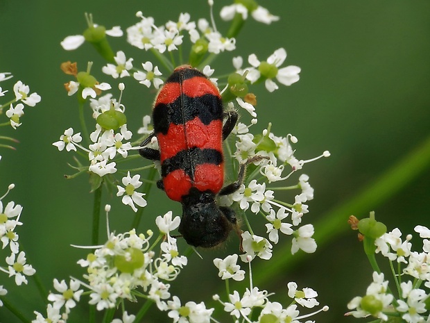 pestroš včelí  Trichodes apiarius