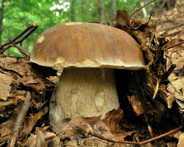 hríb smrekový Boletus edulis Bull.