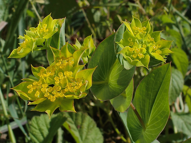 prerastlík okrúhlolistý Bupleurum rotundifolium L.