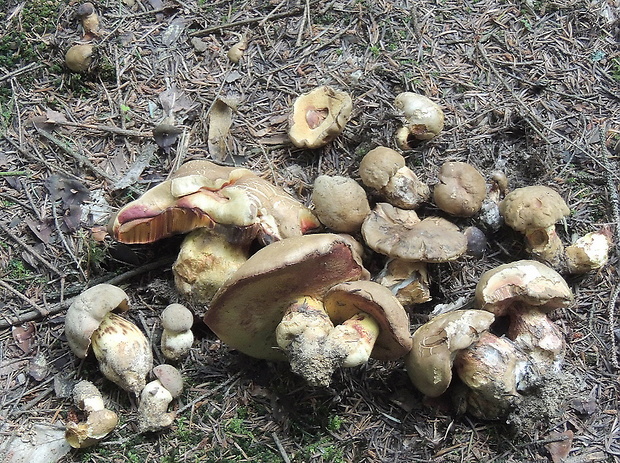 hríb sivoružový Butyriboletus roseogriseus (J. Šutara, M. Graca, M. Kolarík, V. Janda & M. Kríž) Vizzini & Gelardi