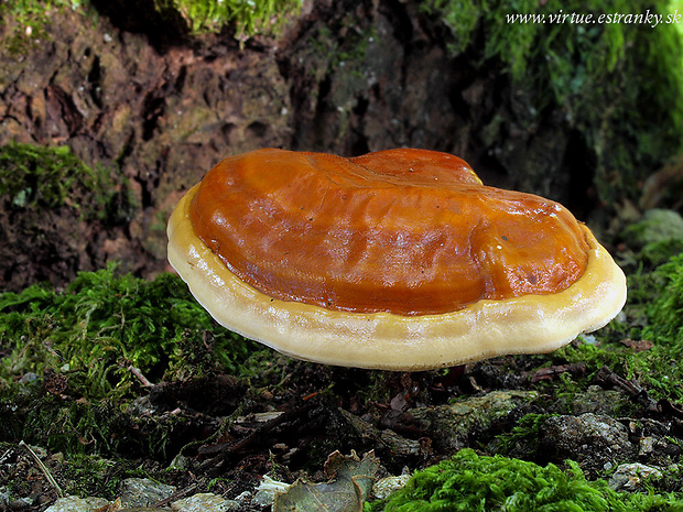 lesklokôrovka obyčajná Ganoderma lucidum (Curtis) P. Karst.