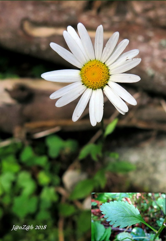 margaréta okrúhlolistá Leucanthemum waldsteinii (Sch. Bip.) Pouzar