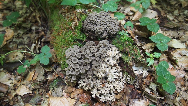 trúdnik klobúčkatý Polyporus umbellatus (Pers.) Fr.