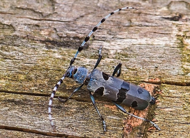 fuzáč alpský Rosalia alpina ♀