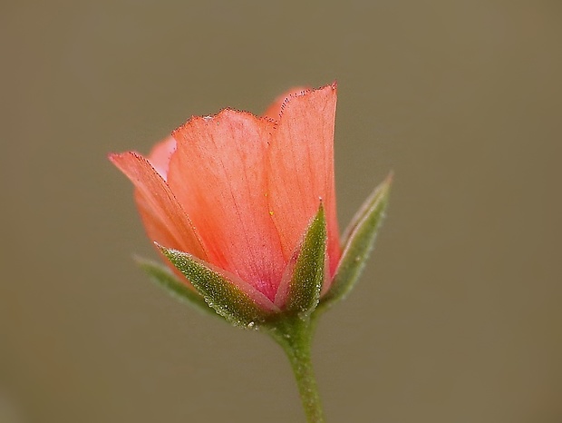 drchnička roľná Anagallis arvensis L.