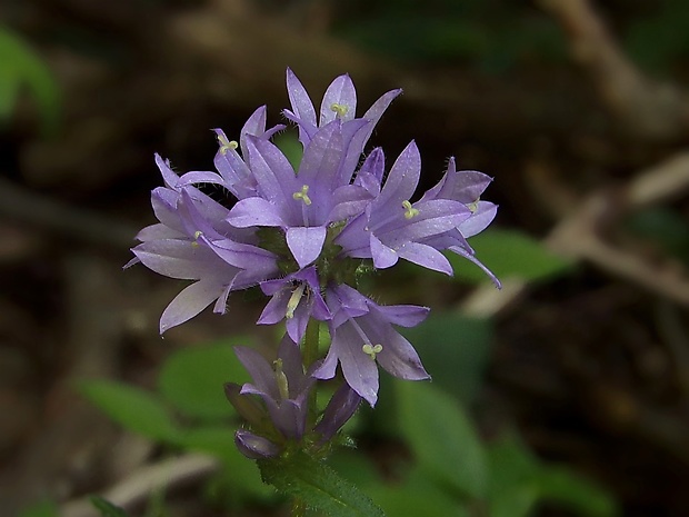 zvonček klbkatý Campanula glomerata agg. L.