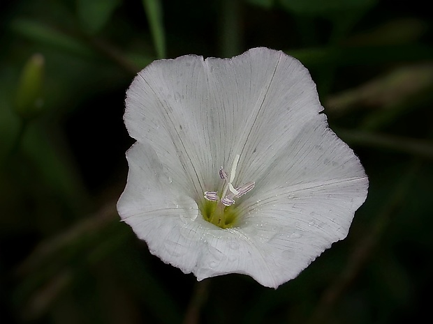 pupenec roľný Convolvulus arvensis L.