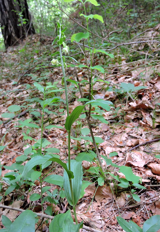 kruštík rožkatý Epipactis muelleri Godfery