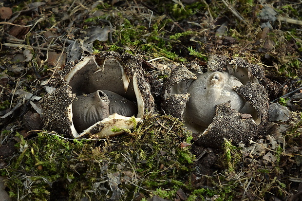 hviezdovka tmavá Geastrum coronatum Pers.