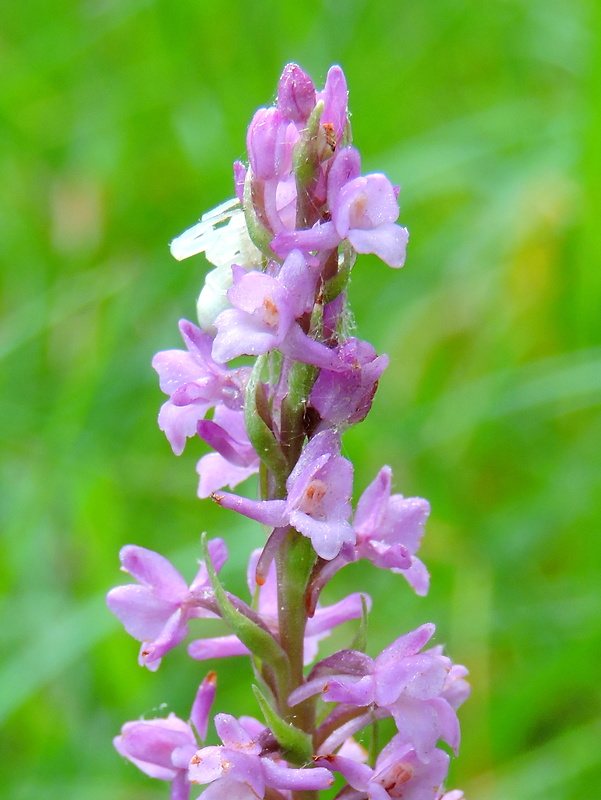 päťprstnica voňavá Gymnadenia odoratissima (L.) Rich.