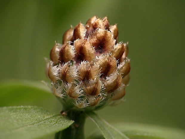 nevädzovec lúčny Jacea pratensis Lam.