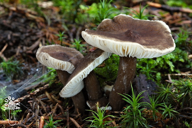 rýdzik čiernozamatový Lactarius lignyotus Fr.