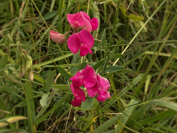 hrachor hľuznatý Lathyrus tuberosus L.