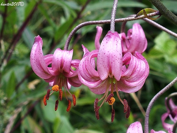 ľalia zlatohlavá Lilium martagon L.