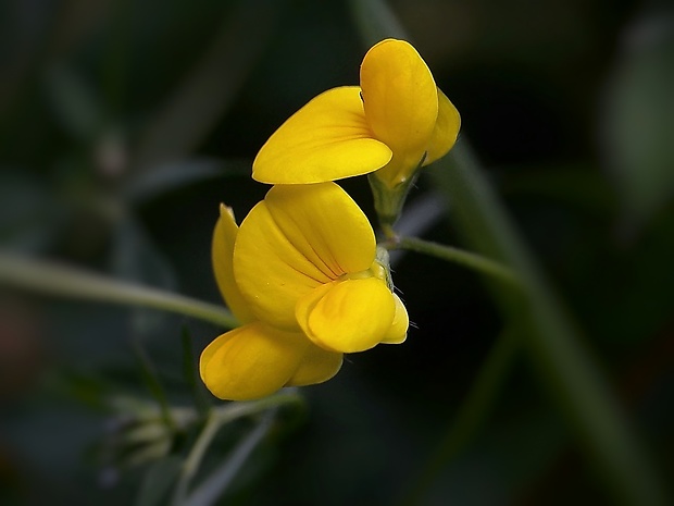 ľadenec rožkatý Lotus corniculatus L.