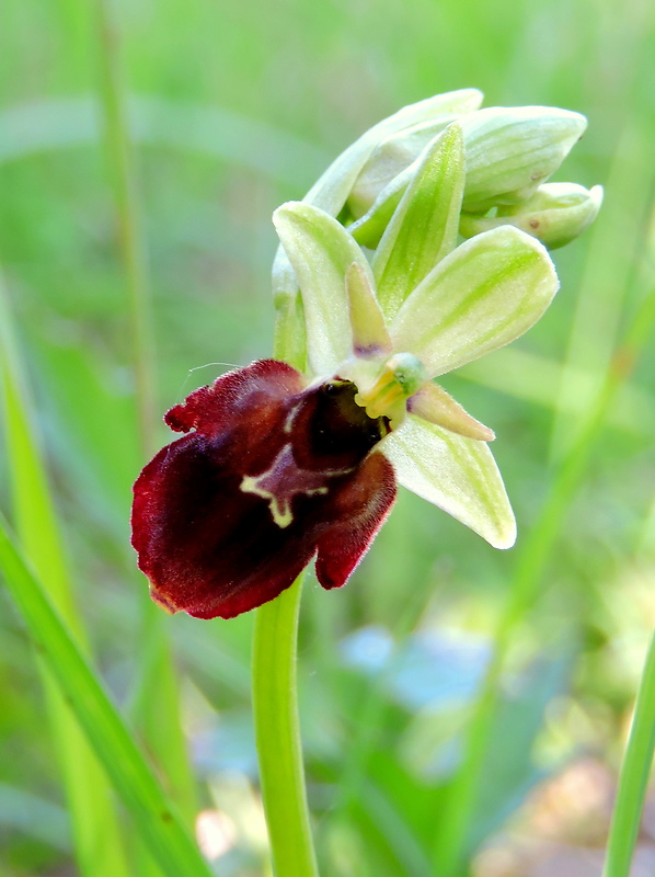 hmyzovník Ophrys holubyana x Ophrys insectifera