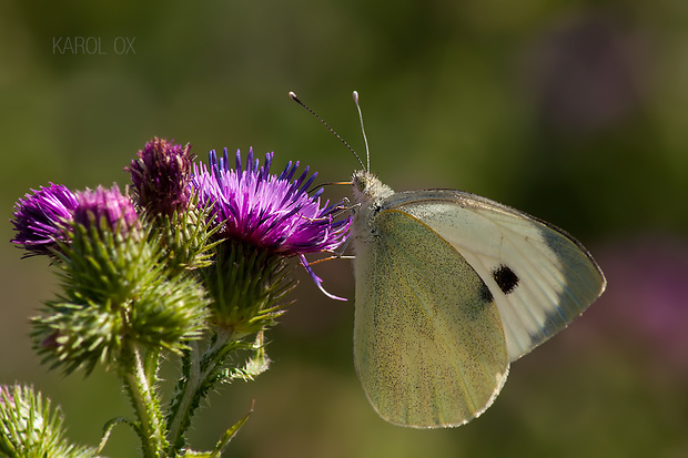 mlynárik kapustový Pieris brassicae