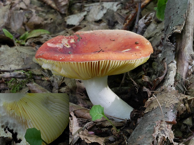 plávka zlatožltá Russula aurea Pers.