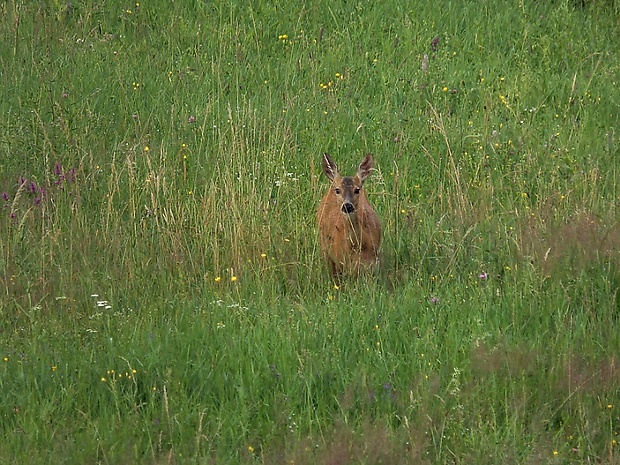 srna lesná capreolus capreolus