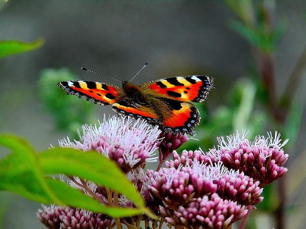 babôčka prhľavová Aglais urticae