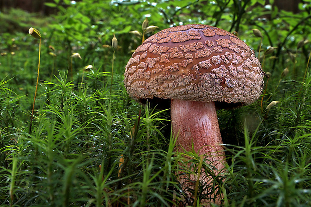 muchotrávka červenkastá Amanita rubescens Pers.