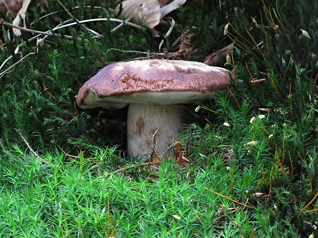 hríb smrekový Boletus edulis Bull.