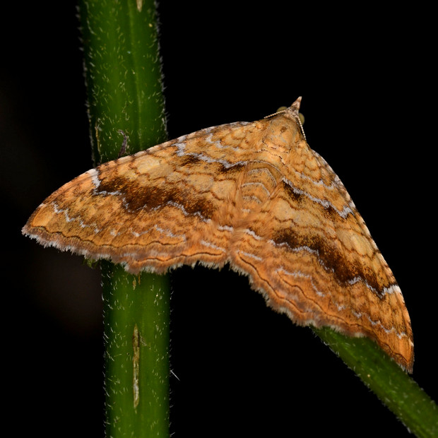 piadivka žihľavová Camptogramma bilineata (Linnaeus, 1758)