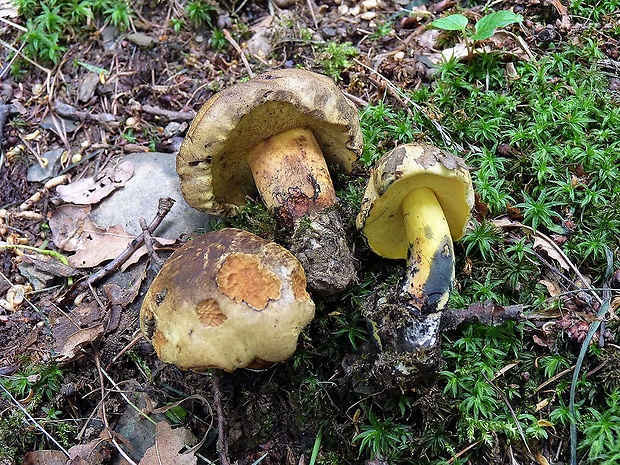 hríb modrejúci Cyanoboletus pulverulentus (Opat.) Gelardi, Vizzini & Simonini