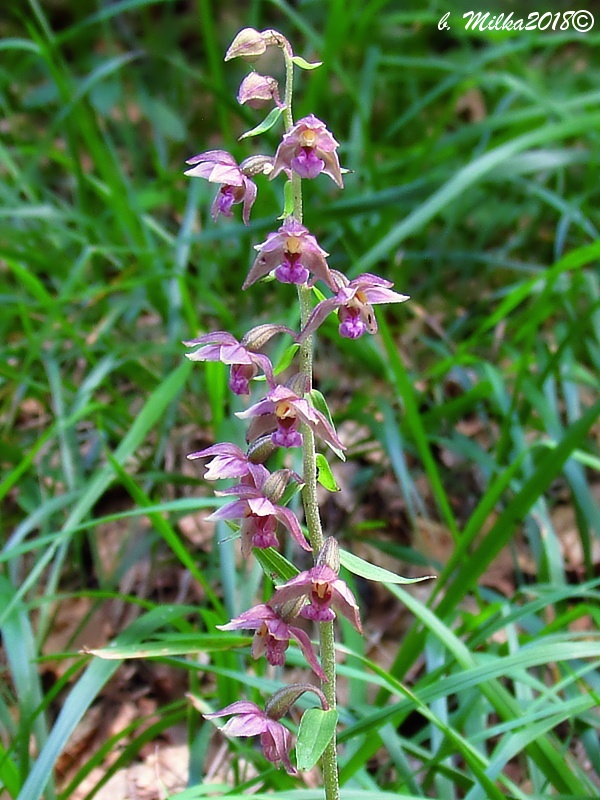 kruštík Epipactis sp.