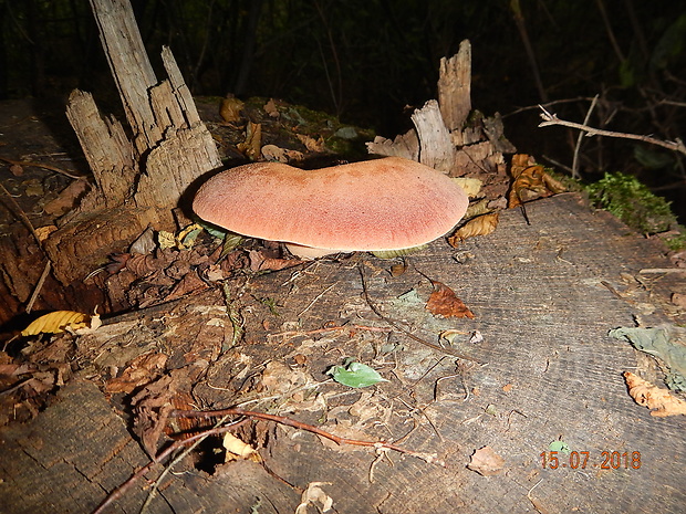 pečeňovec dubový Fistulina hepatica (Schaeff.) With.