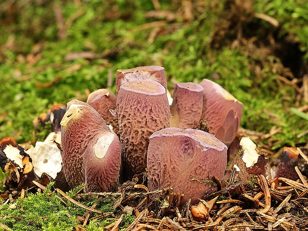 lievikovec kyjakovitý Gomphus clavatus (Pers.) Gray