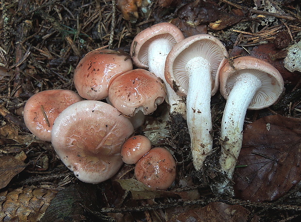 šťavnačka červenkastá Hygrophorus erubescens (Fr.) Fr.