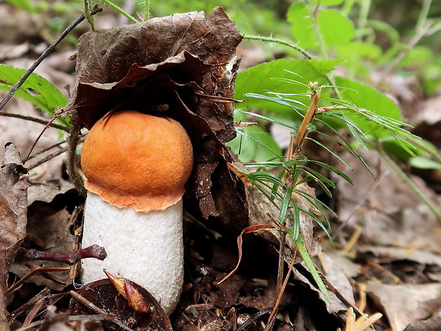 kozák osikový Leccinum albostipitatum den Bakker & Noordel.