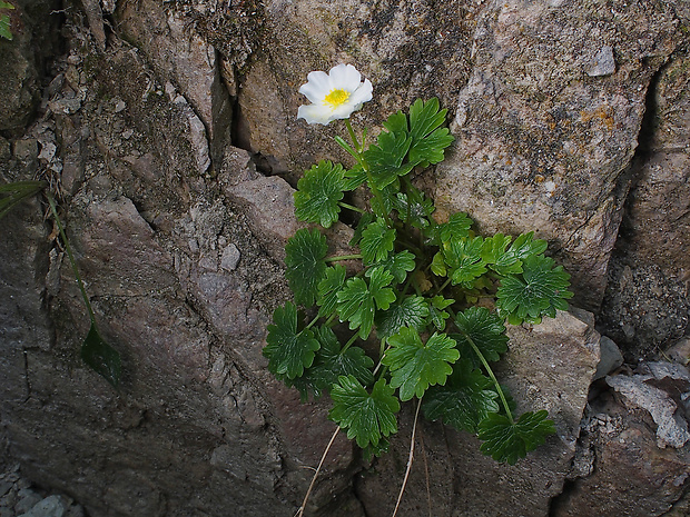 iskerník alpínsky Ranunculus alpestris L.