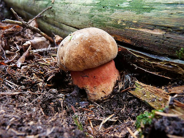 hríb zrnitohlúbikový Sutorius luridiformis (Rostk.) G. Wu & Zhu L. Yang