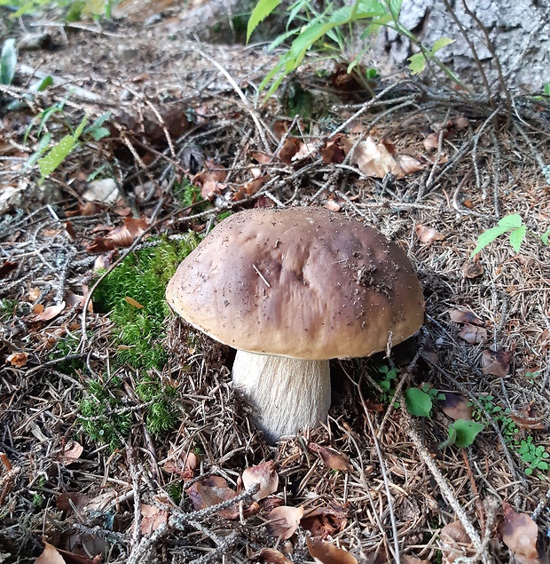 hríb smrekový Boletus edulis Bull.